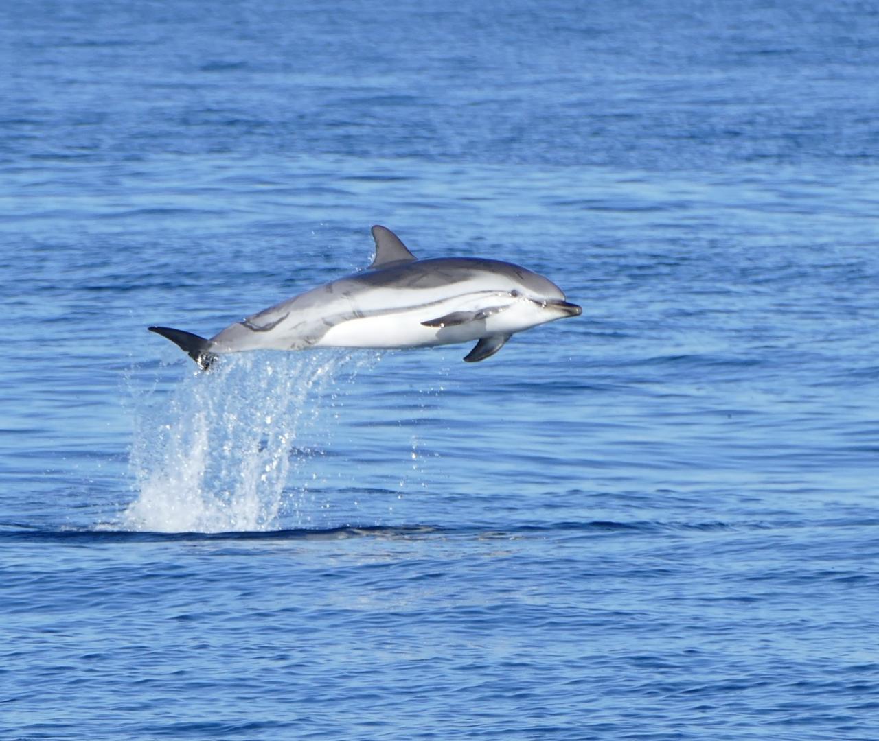 A la rencontre des espèces du large...