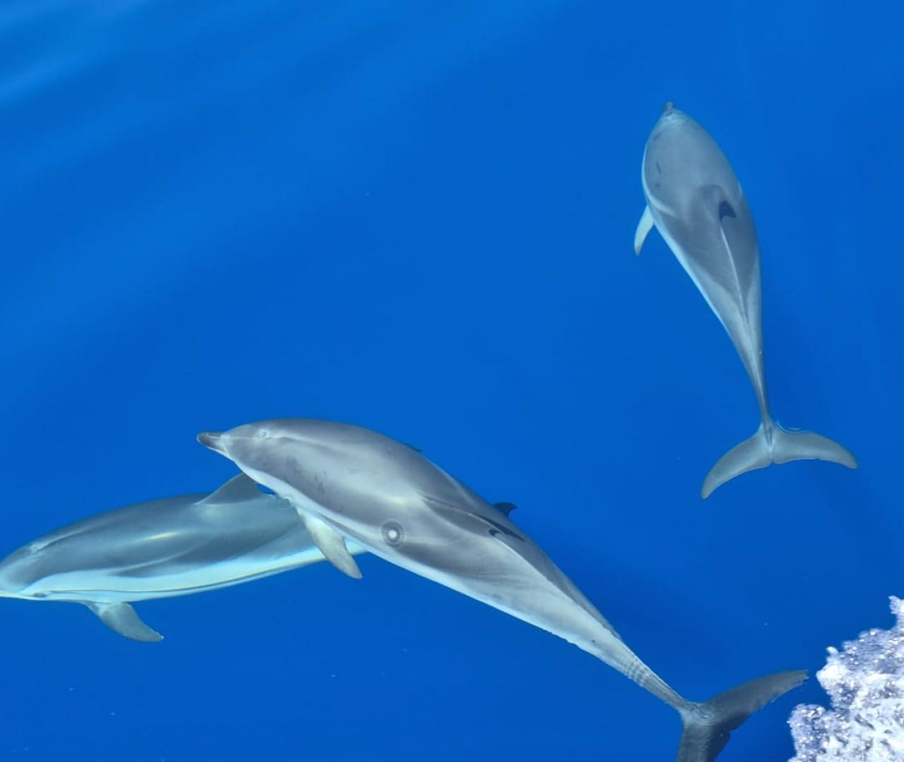 A la rencontre des espèces du large...